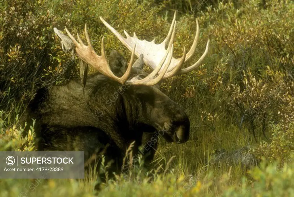 Bull Moose in Autumn, Denali NP, Alaska (Alces alces)