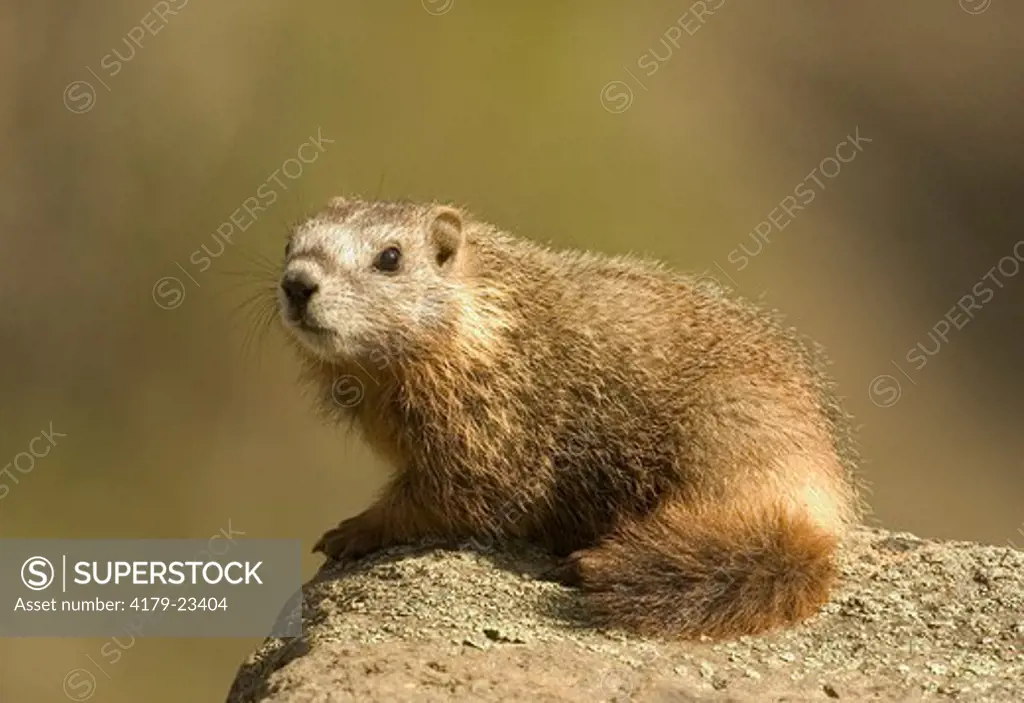 Yellow-bellied Marmot (Marmota flaviventris)  Young resting on rocks  Yellowstone N.P. Wyoming