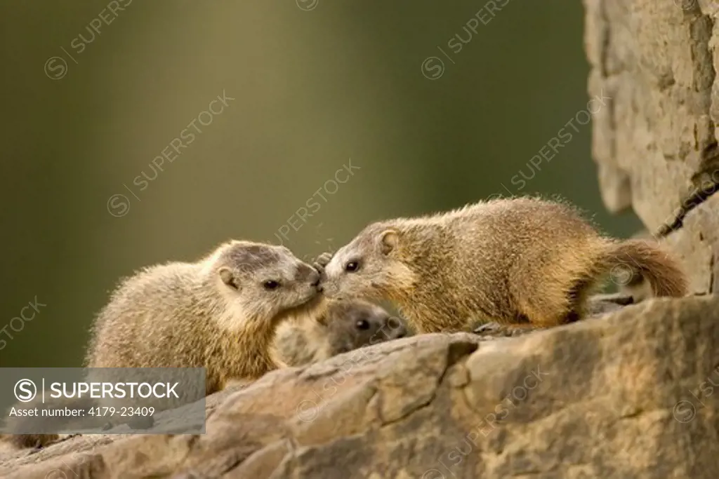 Yellow-bellied Marmot (Marmota flaviventris)  Young on rock outcrop  Yellowstone N.P. Wyoming