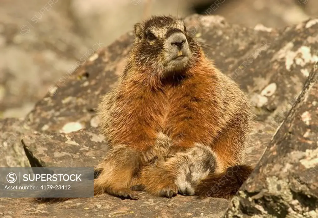 Yellow-bellied Marmot (Marmota flaviventris)  Mother with young  Yellowstone N.P. Wyoming