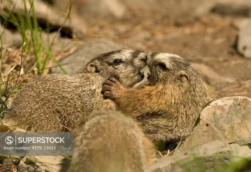 Yellow-bellied Marmot (Marmota flaviventris)  Young wrestling in rocks  Yellowstone N.P. Wyoming