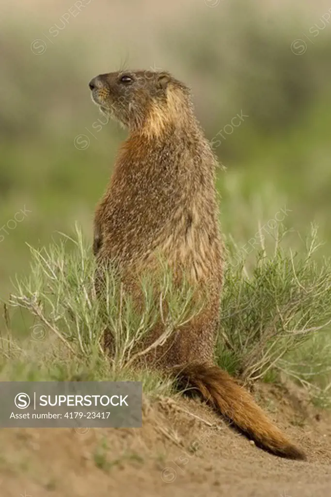 Yellow-bellied Marmot (Marmota flaviventris)  Mother looking out for danger  Yellowstone N.P. Wyoming