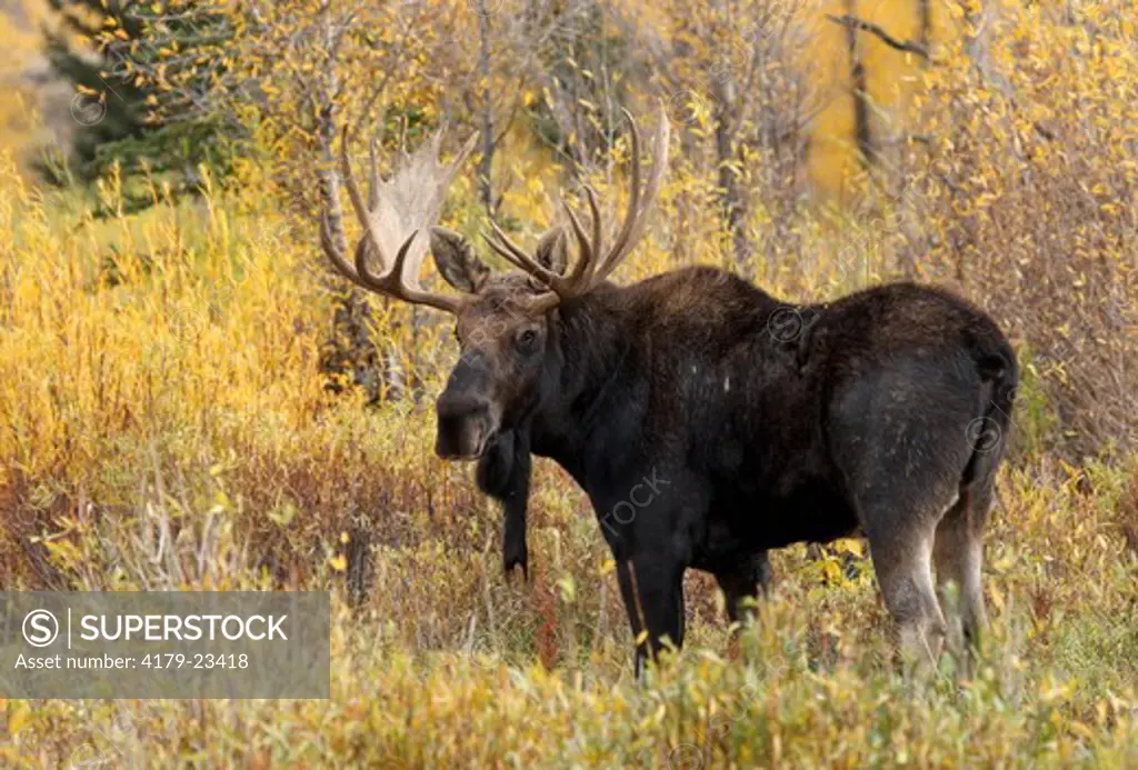 Moose (Alces alces) Bull in the Fall, Teton Natl. Park, Wyoming