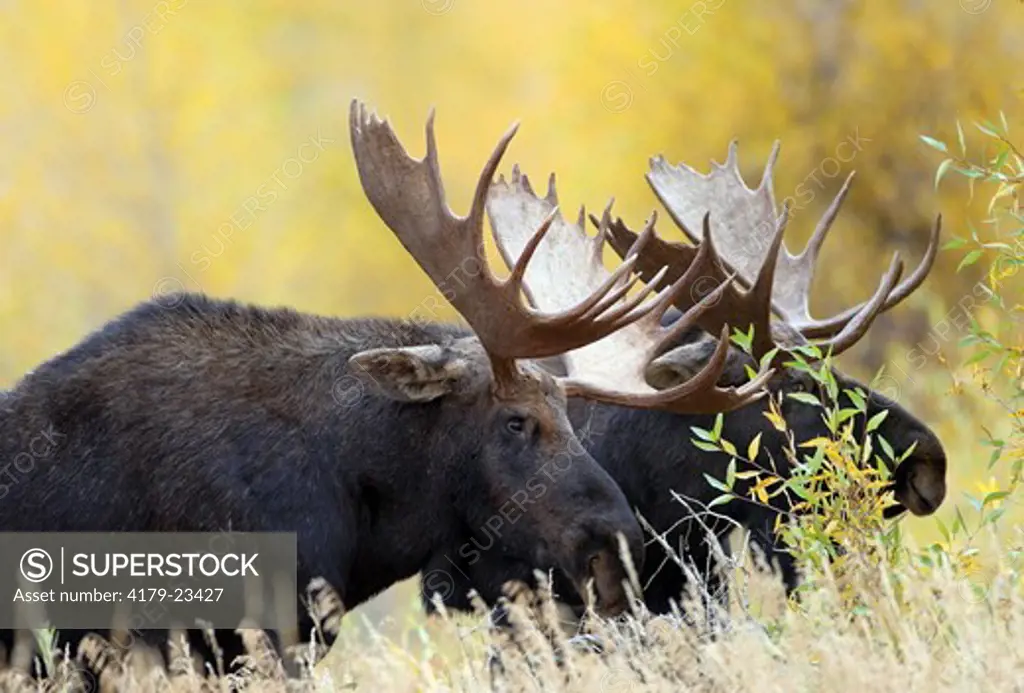 Moose (Alces alces) Bulls in the Fall about to fight during the Rut, Teton Natl. Park, Wyoming
