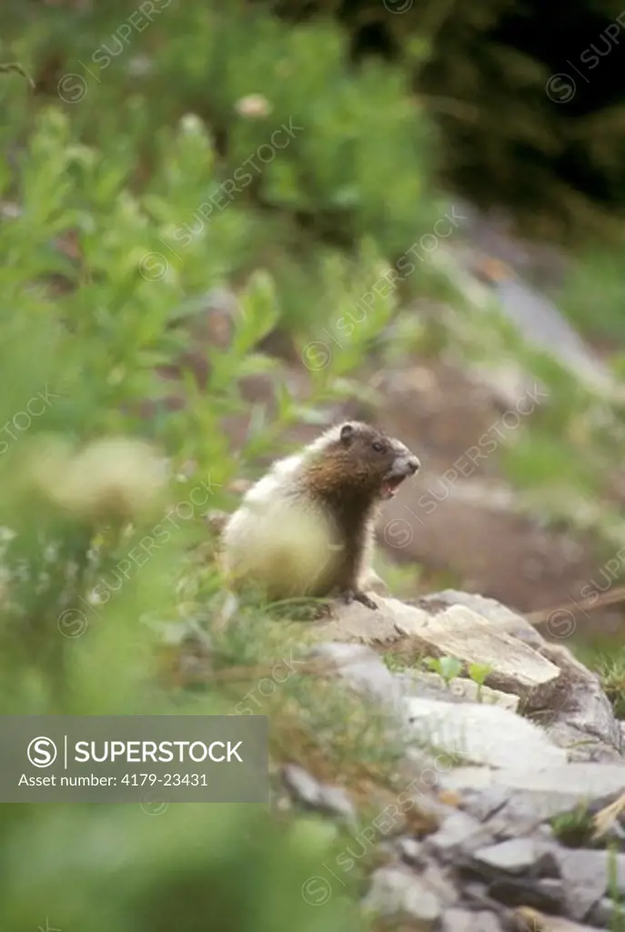 Hoary Marmot (Marmota caligata) Paradise Valley, Mount Rainier NP, WA