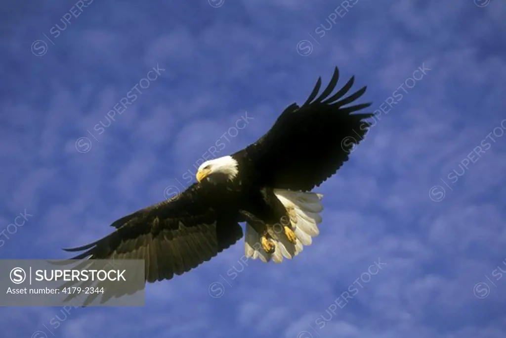 Bald Eagle in Flight (Haliaeetus leucocephalus), Homer, AK