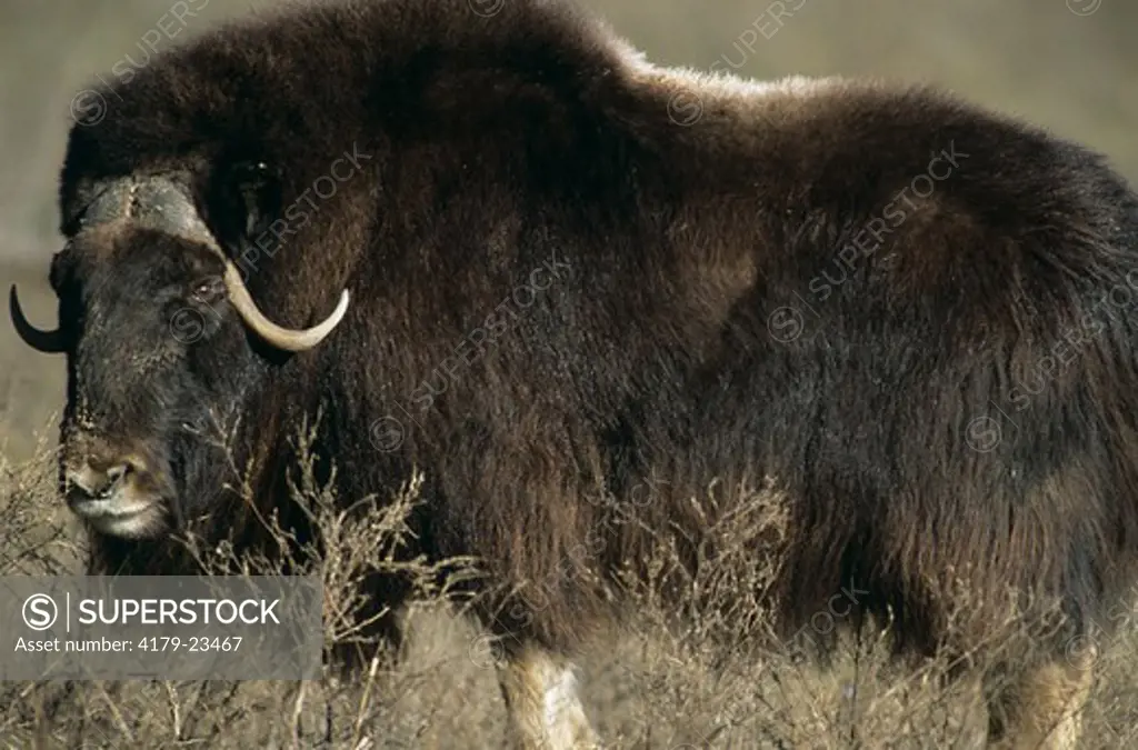 Bull Muskox (Ovibos moschatus), MN Zoo, Apple Valley, MN