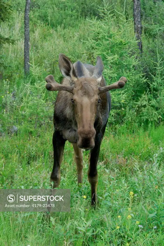 Moose (Alces alces)  Delta Junction Area Alaska