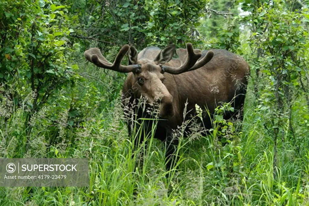 Moose (Alces alces) Anchorage Alaska
