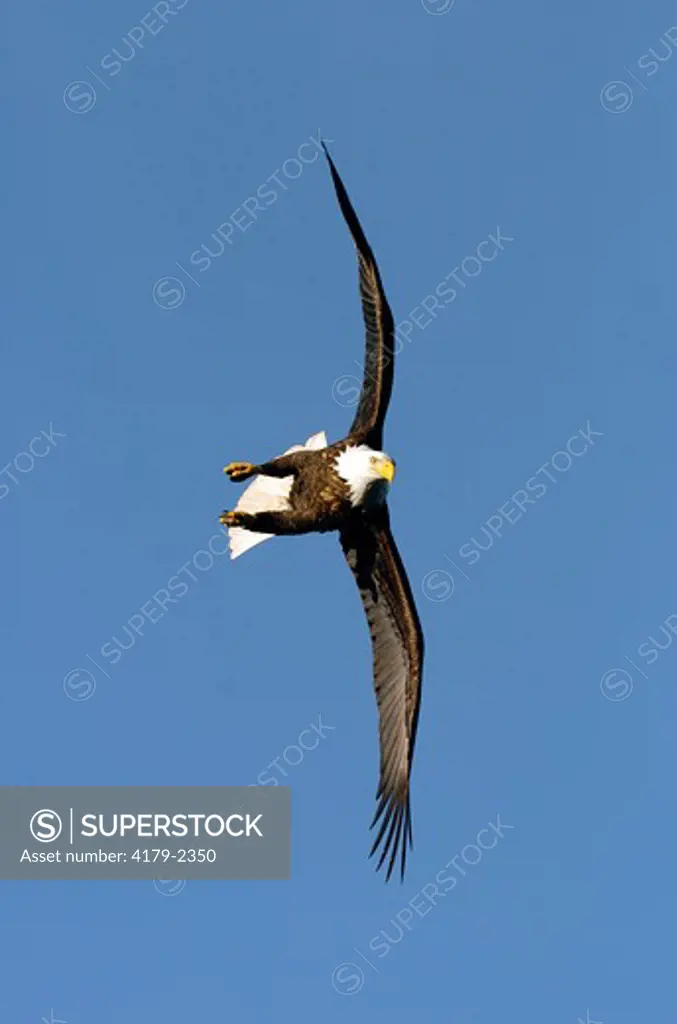 Bald Eagle (Haliaeetus leucocephalus) Verticle dive Homer Alaska