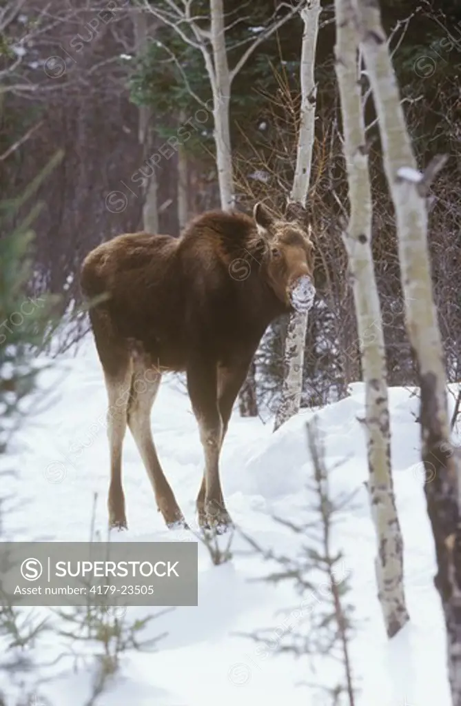 Moose (A. Alces) In Winter Woods, Abitibi, P.Q., Canada