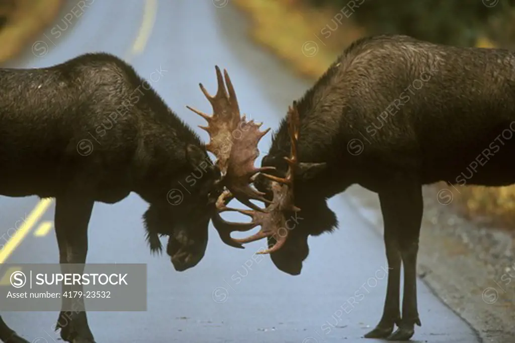 Young Bull Moose (A. alces) spar on Road in Autumn Tundra, Denali N.P., AK