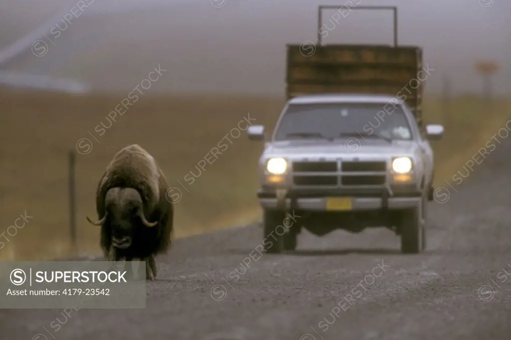 Musk Ox Bull & Car on Dalton Highway (Ovibos moschatus), Rutting Season,  N Slope, AK
