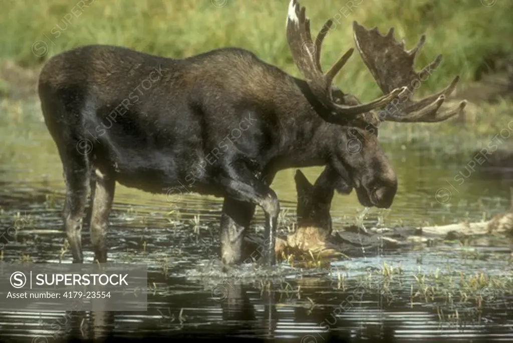 Bull moose, antlers in velvet (Alces alces) Wyoming, August