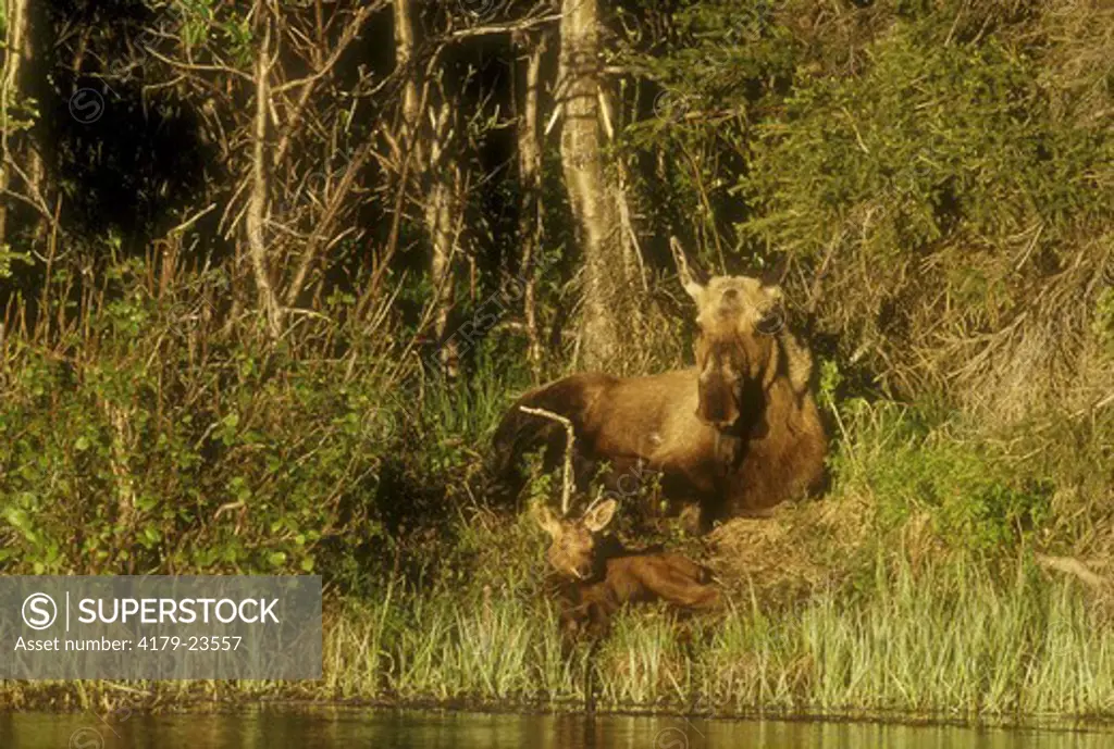 Mother Moose with Young resting on Edge of Pond (Alces alces gigas), Alaska