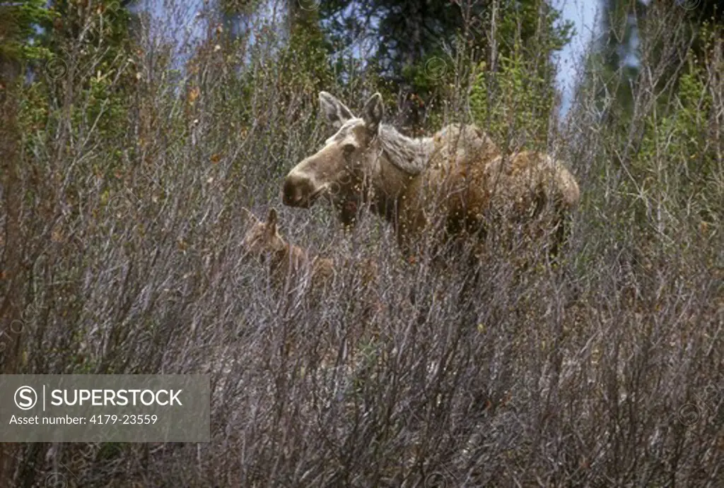 Moose (A. alces gigas) Denali NP, Alaska, Cow watching over Calf in tall Vegetation
