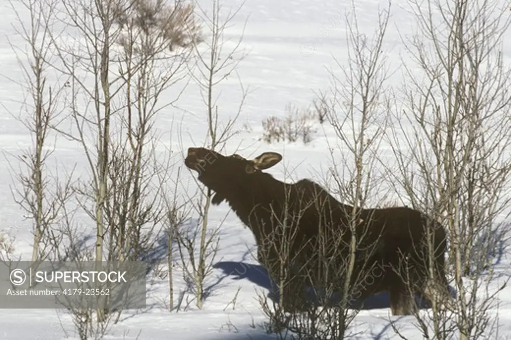 Moose (A. alces shirasi) Cow in Deep Snow with Aspens, Grand Teton NP, Wyoming