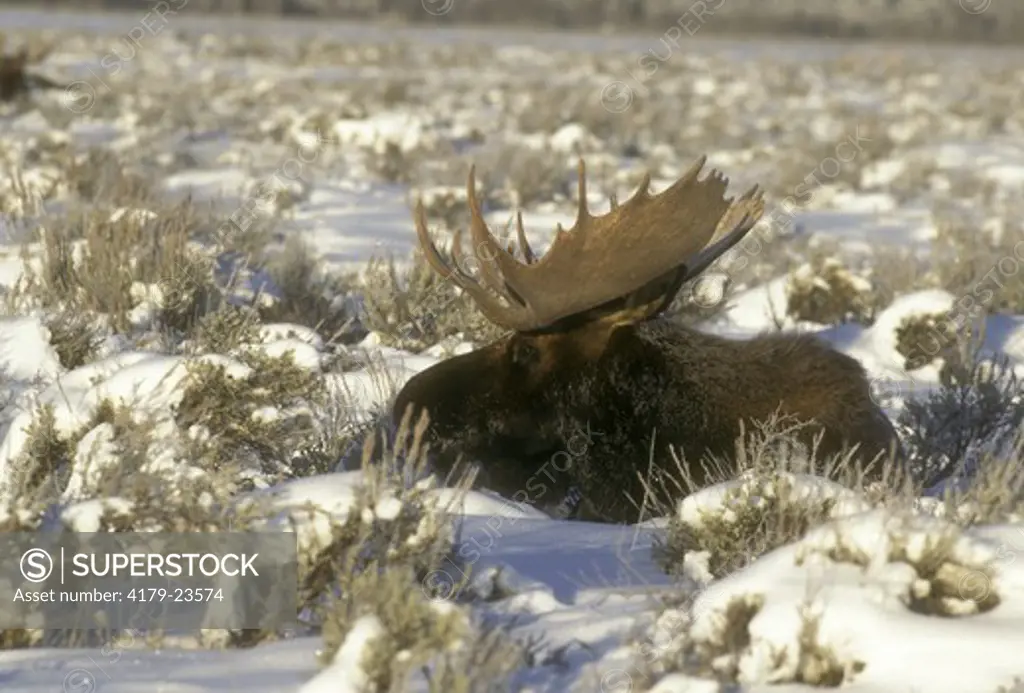 Moose (A. alces shirasi) Bull lying in snowy Sagebrush, Grand Teton NP, Wyoming