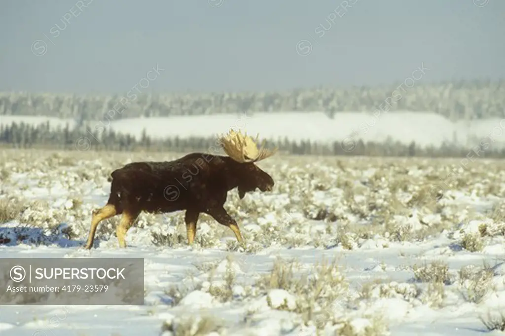 Moose (A. alces shirasi) Bull in Sagebrush, Grand Teton NP, Wyoming
