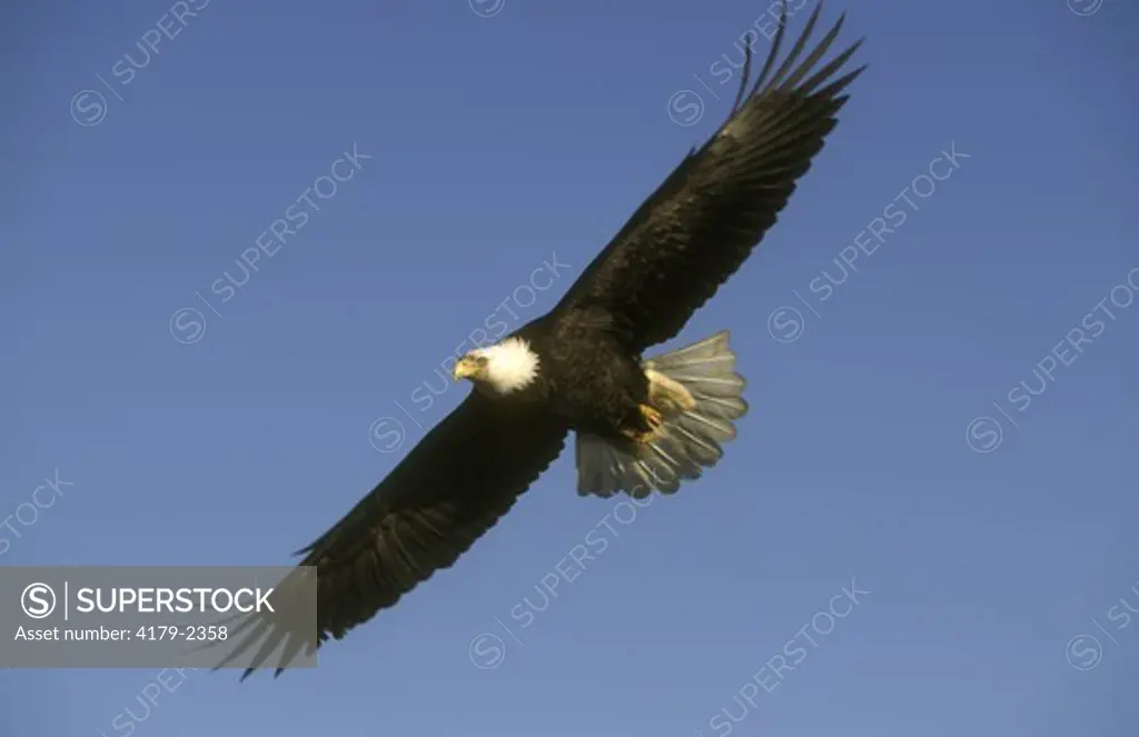Bald Eagle in Flight (Haliaeetus) Homer, Alaska