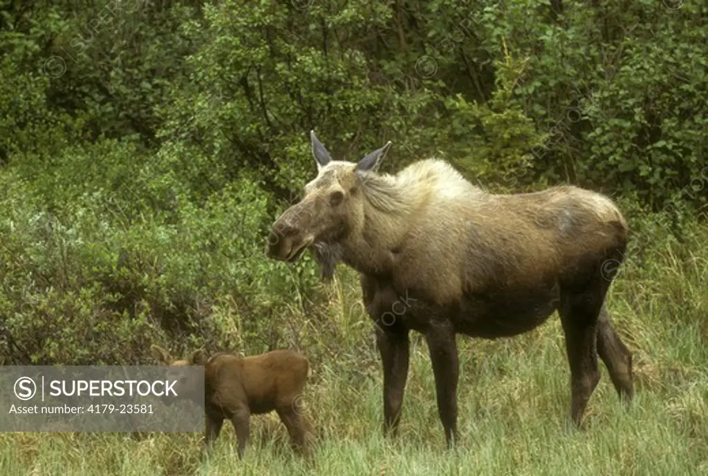 Moose (A. alces gigas) Cow and newborn Calf,  Alaska