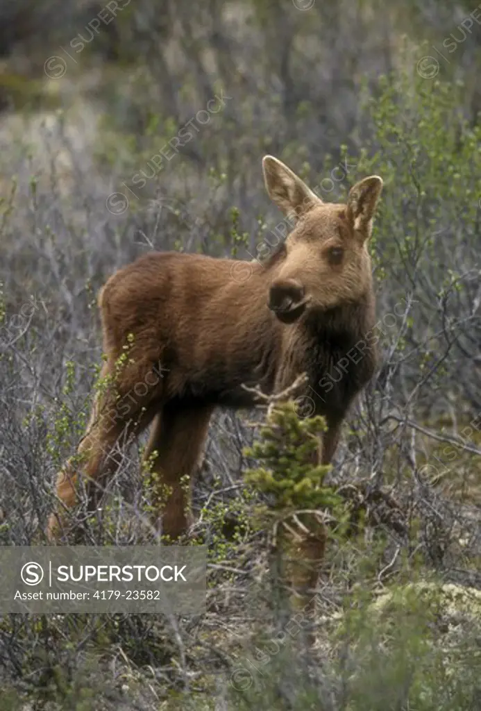 Moose (A. alces gigas) Baby, separated from Mom, Denali NP, Alaska