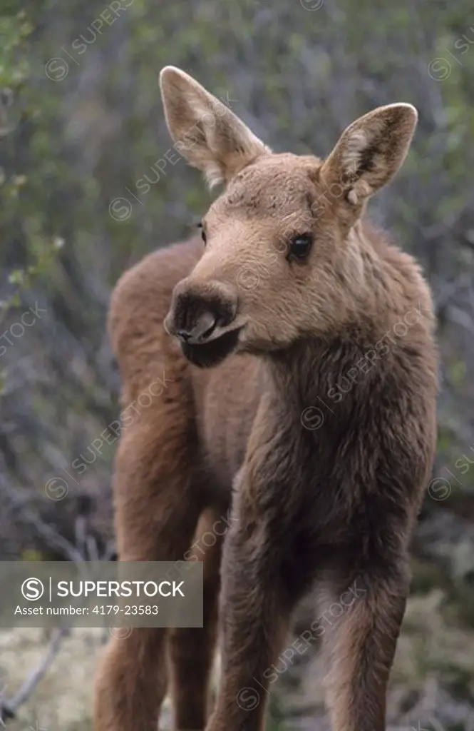 Alaskan Moose (Alces alces gigas) Portrait of Calf