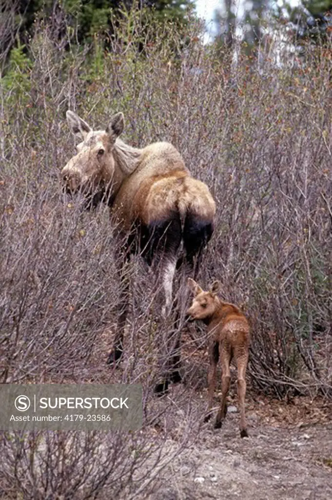 Moose (Alces a. gigas), cow with young calf, Denali National Park, Alaska