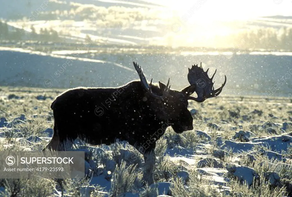 Moose (Alces a. shirasi), bull in snow Grand Teton National Park Wyoming