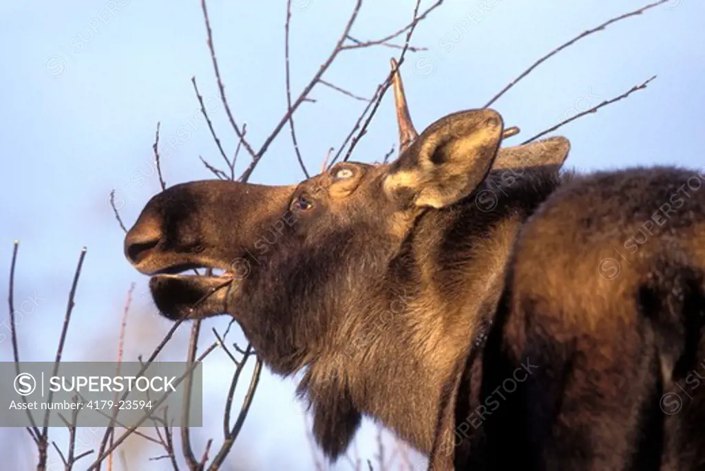 Moose (Alces a. gigas), young bull eating twigs Anchorage Alaska