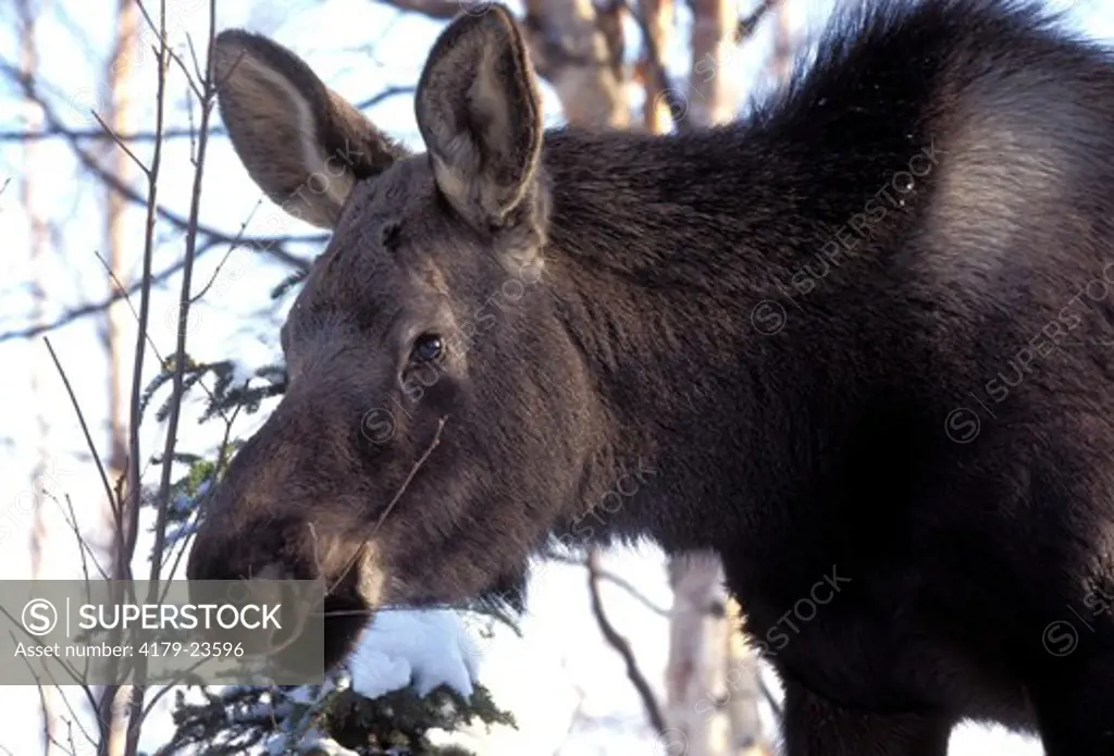Moose (Alces a. gigas), calf feeding on twigs in snow, Anchorage, Alaska