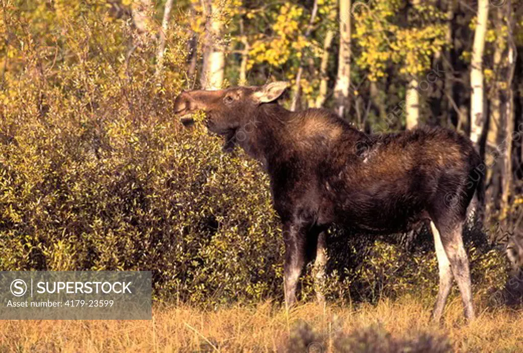 Moose (Alces a. shirasi), cow feeding in fall color, Grand Teton National Park, WY