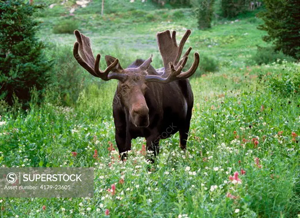 Bull moose (Alces alces) in wildflowers, Little Cottonwood Canyon, Wasatch-Cache National Forest, Utah. Medium format trans.