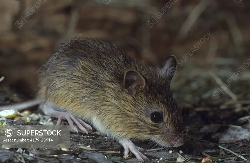 Meadow Jumping Mouse (Zapus hudsonius) Lapeer County, Michigan