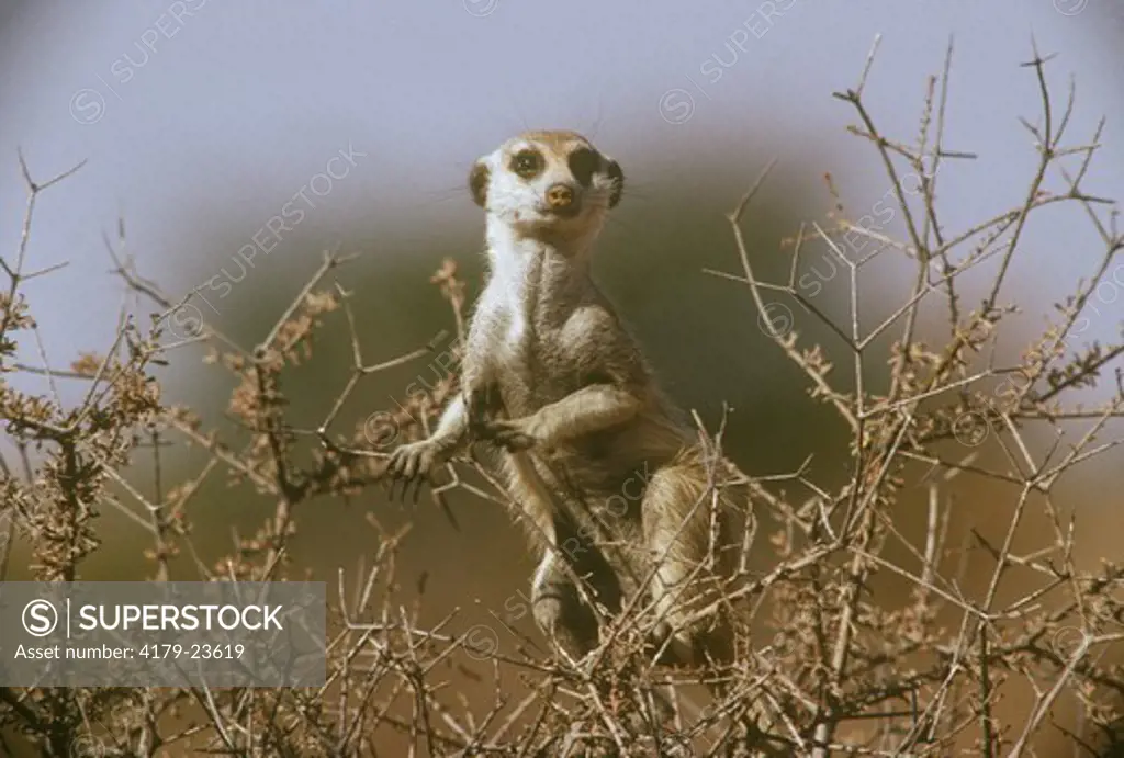 Meerkat aka Suricate (Suricata suricatta), Kalahari Gemsbok NP/RSA