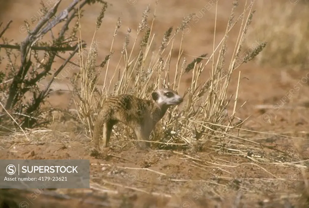 Meercat aka Suricate (Suricata suricatta) Kalahari Gemsbok NP/RSA