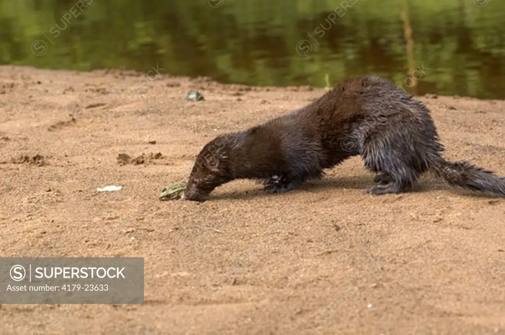 Mink (Mustela vison) catching a frog Minn.Wildlife Connection