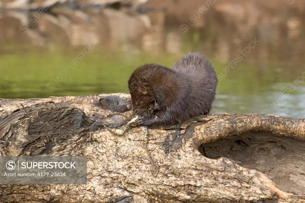 Mink (Mustela vison) feeding young a frog Minn.Wildlife Connection