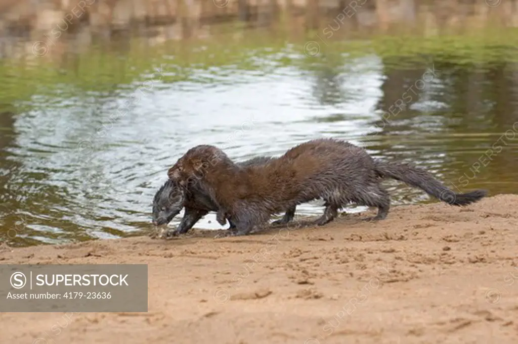 Mink (Mustela vison) carrying young Minn.Wildlife Connection