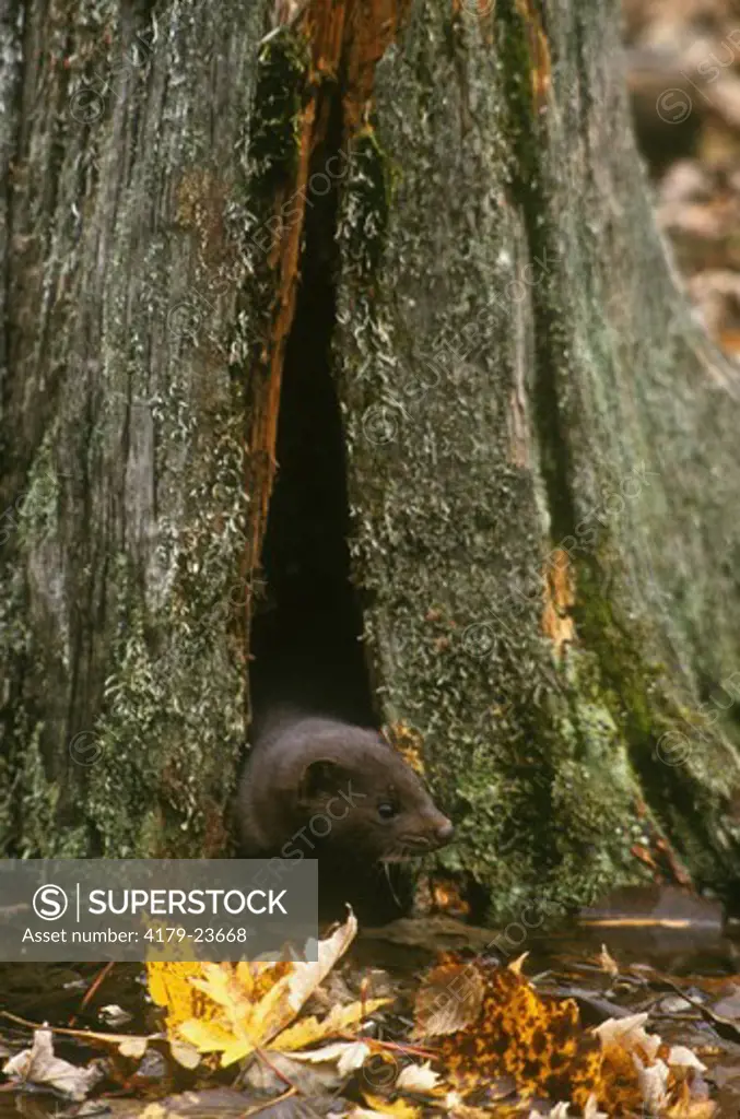 Mink Coming Out of Crack in Stump (Mustela vison) Pine Co., MN            IC