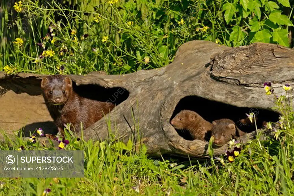 Mink (Mustela vison) family in hollow log, Pine County, MN  Captive