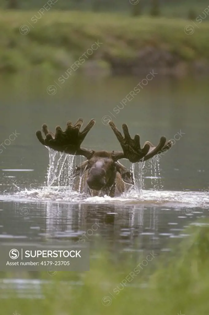 Alaskan Moose (Alces alces) Denali Natl Park
