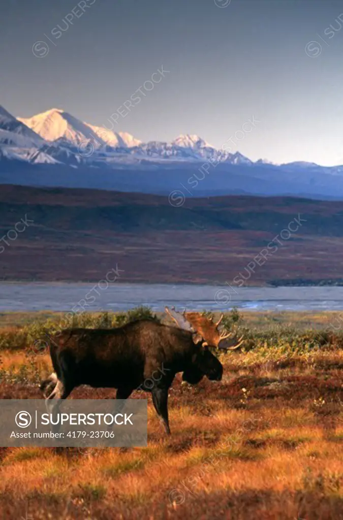 Alaskan Moose, Denali N.P., AK