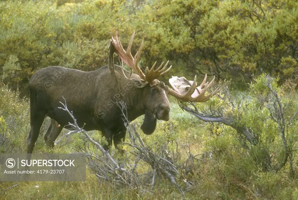 Alaskan Moose Denali NP, AK