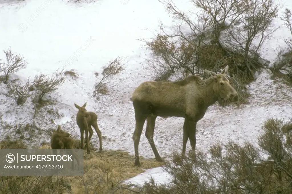 Moose       (Alces alces) Newborn Calves Learn to Stand     Denali NP/AK