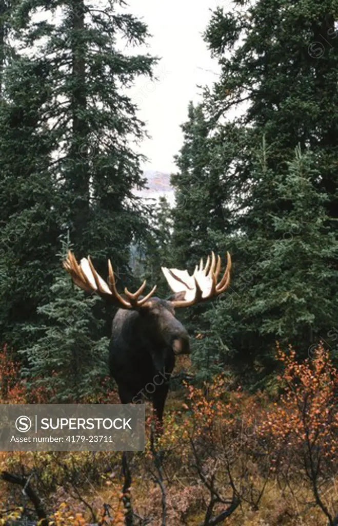 Alaskan Moose Bull (Alces alces) Denali Natl Park, Alaska