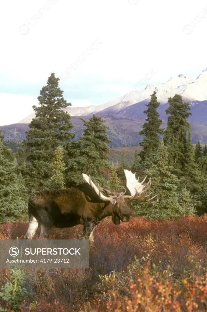 Alaskan Moose Bull (Alces alces) Denali Natl Park - Alaska