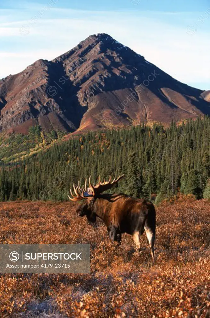 Alaskan Moose Bull (Alces alces)Denali Natl Park, Alaska