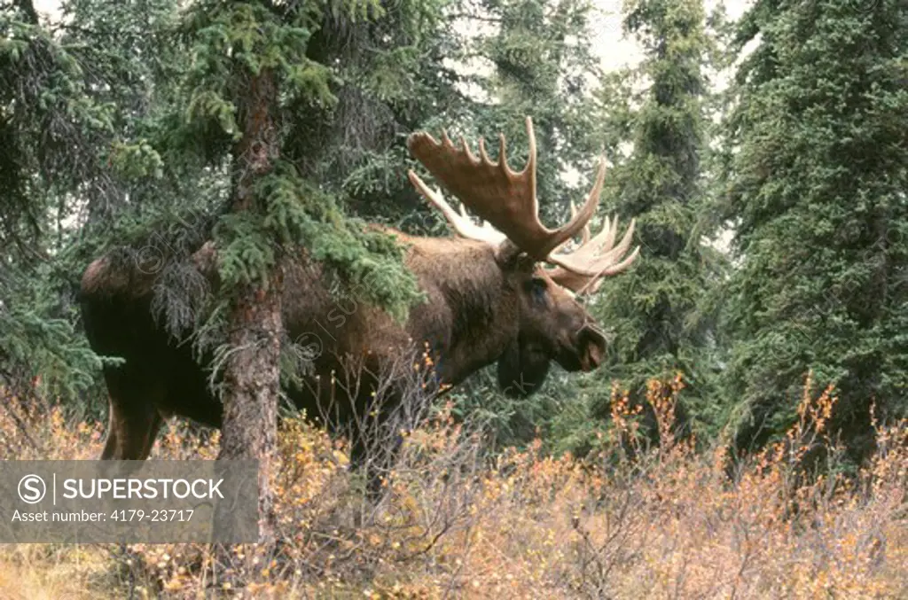 Alaskan Moose Bull in woods (Alces alces) Denali Natl Park - Alaska