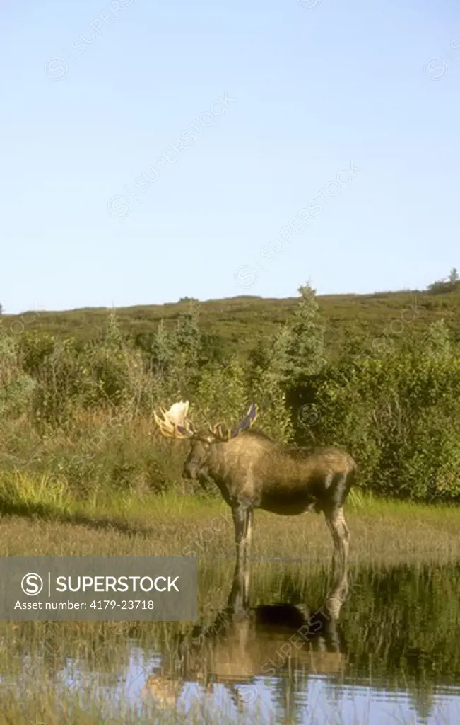 Alaskan Moose (A. alces), Denali N.P., AK
